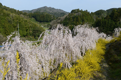YUUKA之乡樱花节