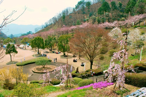 神山森林公园ILROSA之森樱花节