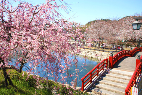 岩胁公园樱花节