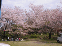 津峯公园樱花节
