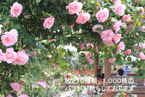 春季蔷薇节