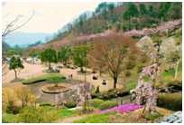 神山森林公园ILROSA之森樱花节